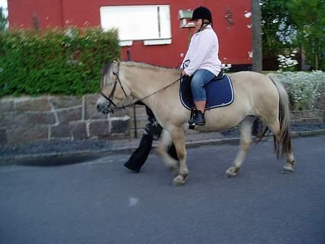 Fjordhest Lotus  - Ride tur billede 5