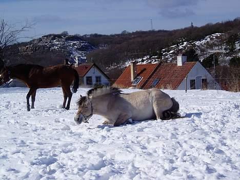 Fjordhest Lotus  - Lotus og Sunshine i sneen billede 6