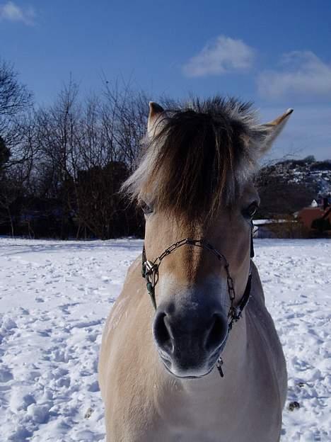 Fjordhest Lotus  - Lotus i sneen billede 7