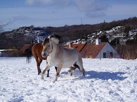 Fjordhest Lotus  - Lotus og Sunshine i sneen billede 8
