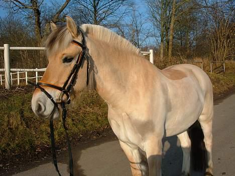 Fjordhest Janus Greis - Janus nyder det første dejlige solskinsvejr 2006 billede 2