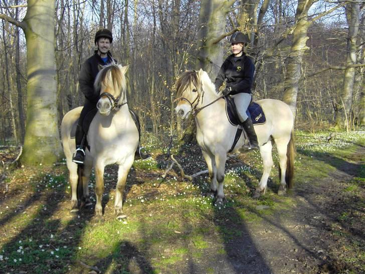 Fjordhest Nikolas Skovbo #Solgt# - Jeg er ude og ride en tur i skoven på Nikolas (min far rider med på Cirkeline, Nikos mor) billede 20