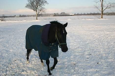 Dansk Varmblod Zaigon - de hygger sig rigtigt billede 16