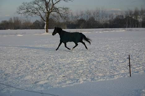 Dansk Varmblod Zaigon - For fuld fart billede 17