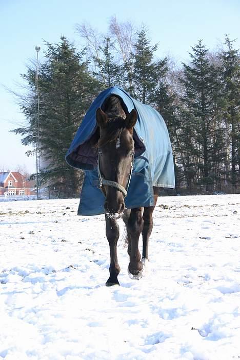 Dansk Varmblod Zaigon - Hej hej billede 18