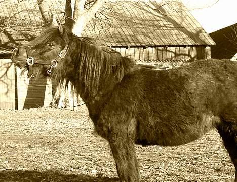 Welsh Mountain (sec A) Daisy †R.I.P.† - smuk smukkere Daisy  <3 billede 11