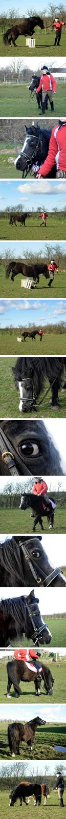 Welsh Mountain (sec A) Daisy †R.I.P.† - NYT: Marts 2008. billede 12