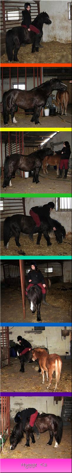 Welsh Mountain (sec A) Daisy †R.I.P.† - NYT: Daisy og Amalie, april 2008. billede 13