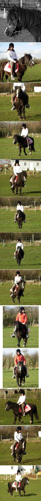 Welsh Mountain (sec A) Daisy †R.I.P.† - NYT: April 2008. Daisy og Amalie. billede 14