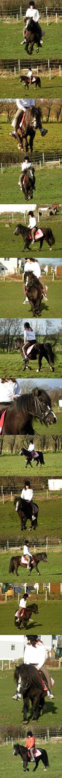 Welsh Mountain (sec A) Daisy †R.I.P.† - NYT: April 2008: Daisy og Amalie. billede 15