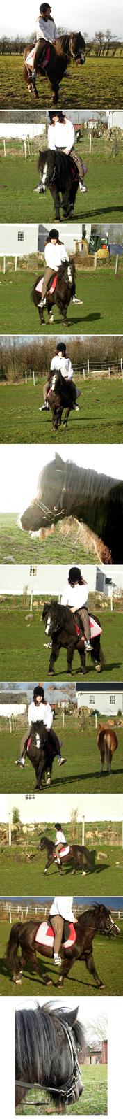 Welsh Mountain (sec A) Daisy †R.I.P.† - NYT: April 2008: Daisy og Amalie. billede 18