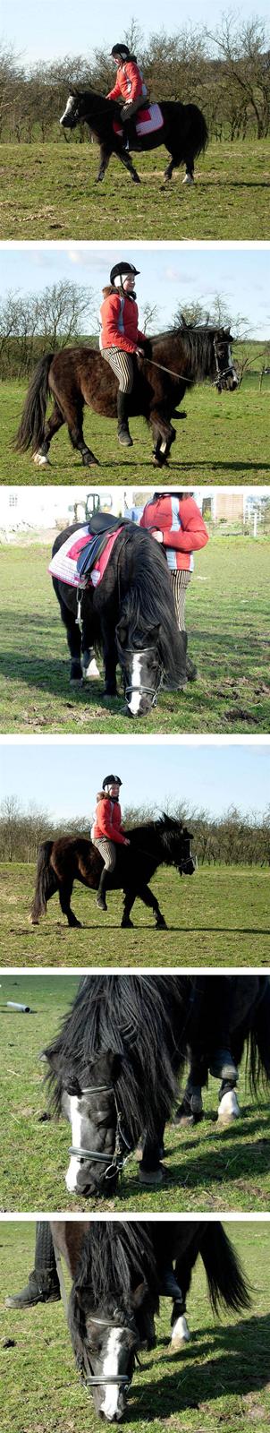 Welsh Mountain (sec A) Daisy †R.I.P.† - NYT: Daisy og Amalie marts 2008. billede 19