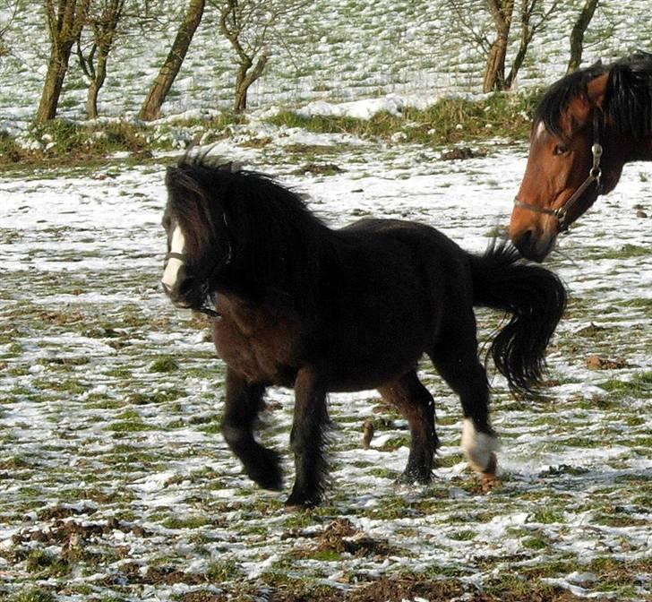 Welsh Mountain (sec A) Daisy †R.I.P.† - NYT: Marts 2008. billede 20