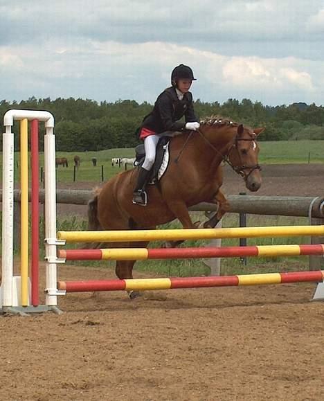 Welsh Cob (sec D) Rudi - SOLGT - her springer vi i kongsvad rideklub billede 1