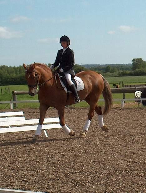 Welsh Cob (sec D) Rudi - SOLGT - her ridder vi dressur i kongsvad rideklub billede 2