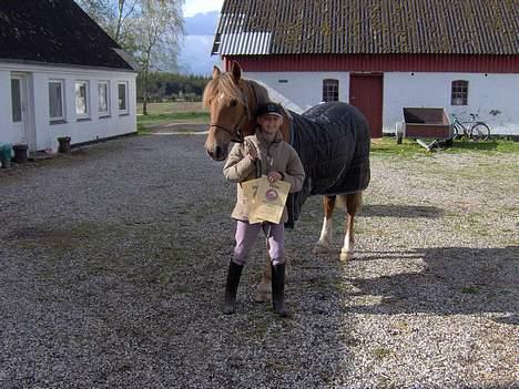 Welsh Cob (sec D) Rudi - SOLGT - her har vi fået 1 og 2 gard i ridemærker billede 3