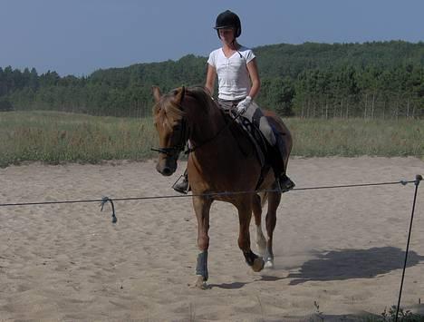 Welsh Cob (sec D) Rudi - SOLGT - træning den 31/07-2006 billede 4