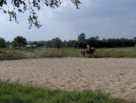 Welsh Cob (sec D) Rudi - SOLGT - træning den 31/07-2006 billede 5