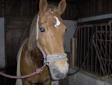 Welsh Cob (sec D) Rudi - SOLGT - her har vi lige været ude og ride billede 6