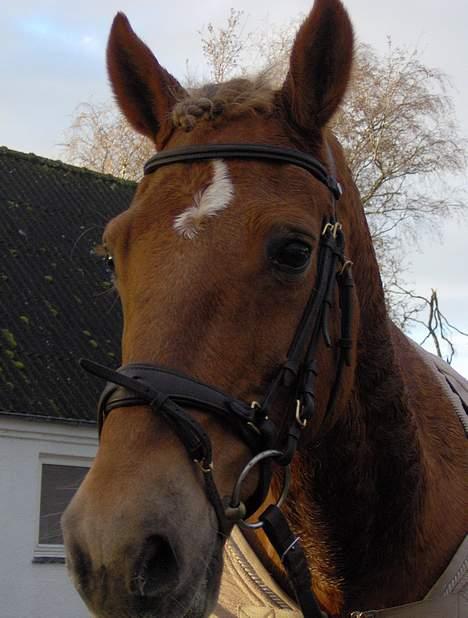 Welsh Cob (sec D) Rudi - SOLGT - her er hun lige med hovedtøj på billede 7