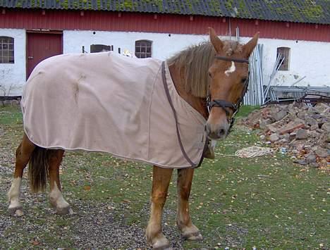 Welsh Cob (sec D) Rudi - SOLGT - og her er hun efter vi har været ude og ride billede 8