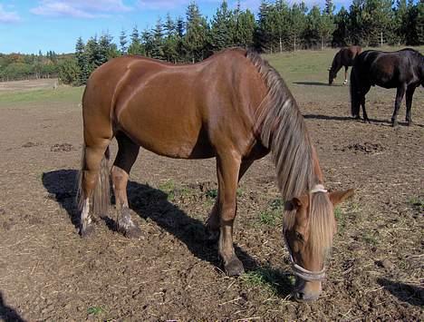Welsh Cob (sec D) Rudi - SOLGT - rudi på fold billede 9