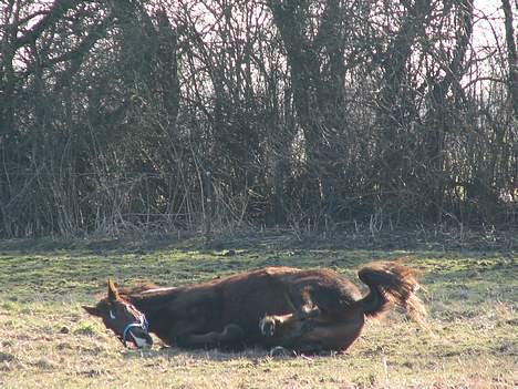 Anden særlig race Cherie > død 30.okt.< - hmmm - ja det var så den rene hest...!  billede 16