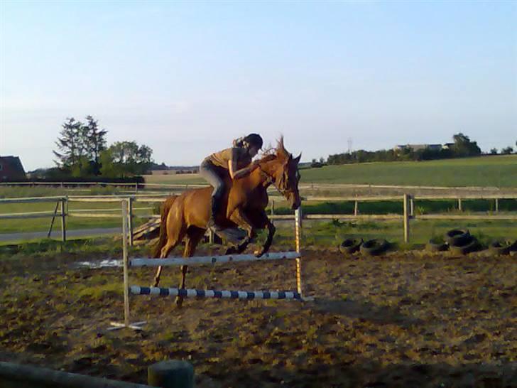 Arabisk fuldblod (OX) Splint - 16-07-07  Foto: Anne Kirstine <3 billede 2