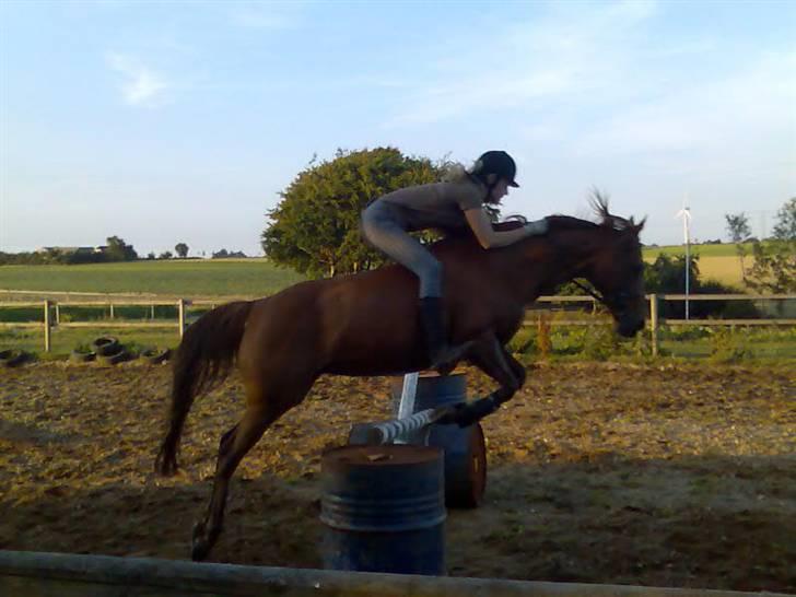 Arabisk fuldblod (OX) Splint - 16-07-07 Foto: Anne Kirstine <3 billede 3