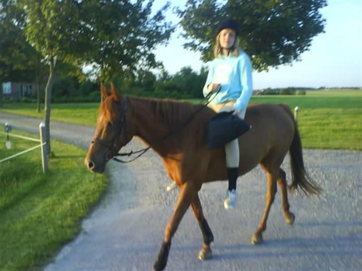 Arabisk fuldblod (OX) Splint - Anne Kirstine stjæler Splint d: Foto: Mig XD billede 4