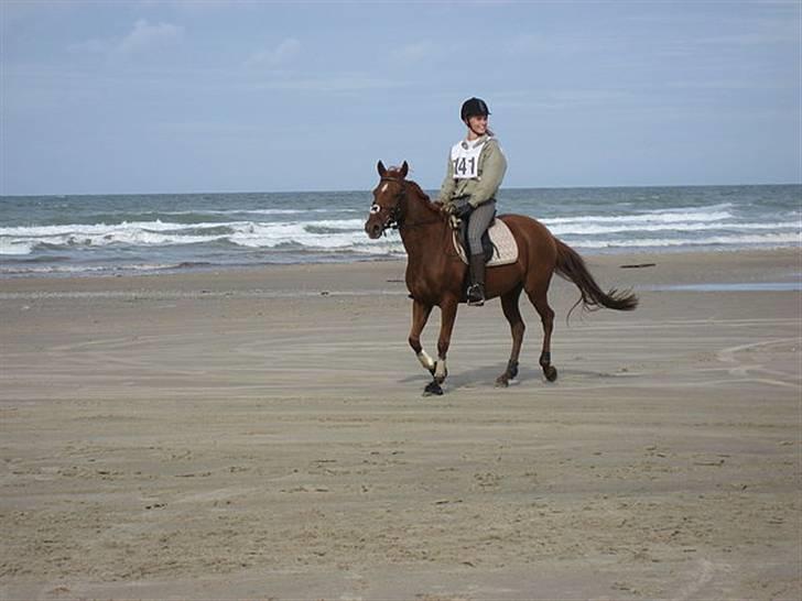 Arabisk fuldblod (OX) Splint - Vesterhavsridtet :D <3  billede 5