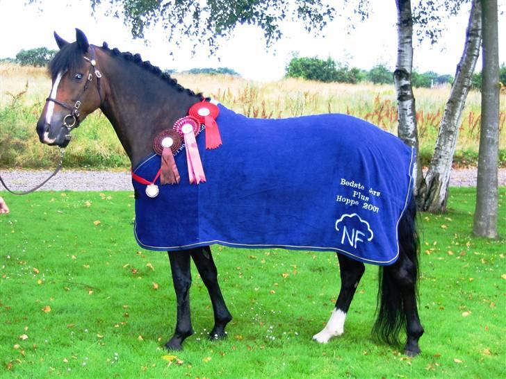 New Forest Tetania Af Damagergård - Smukke Tetania-præmiedyr efter kåringen i Korinth! Her med alle sine præmier; vindertæppe, bronzemedalje, tre rosetter! billede 8