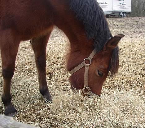 New Forest Egeballes Gori - Det er skønt at begrave mulen i dejligt hø. billede 7