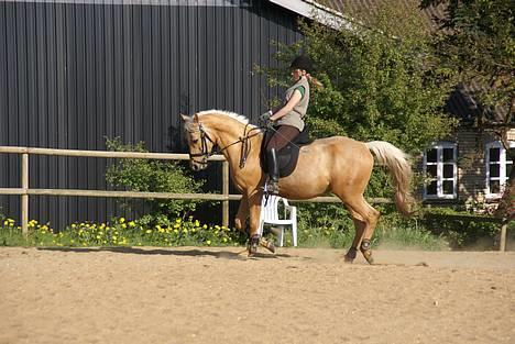 Palomino Klepholms Pegasos/Palle - mig og palle øver dressur d. 4 maj 2007 billede 3