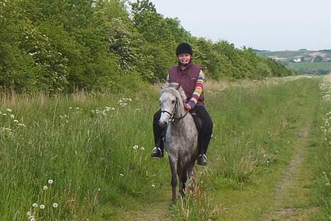 Welsh Pony (sec B) HATI  solgt  - hej !! billede 5