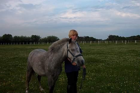 Welsh Pony (sec B) HATI  solgt  - pony inden han bilver vask billede 6