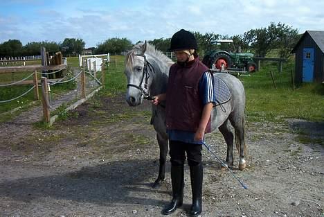 Welsh Pony (sec B) HATI  solgt  - og ud og ride billede 7