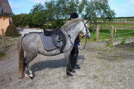 Welsh Pony (sec B) HATI  solgt  - er han ikke pæn? billede 8