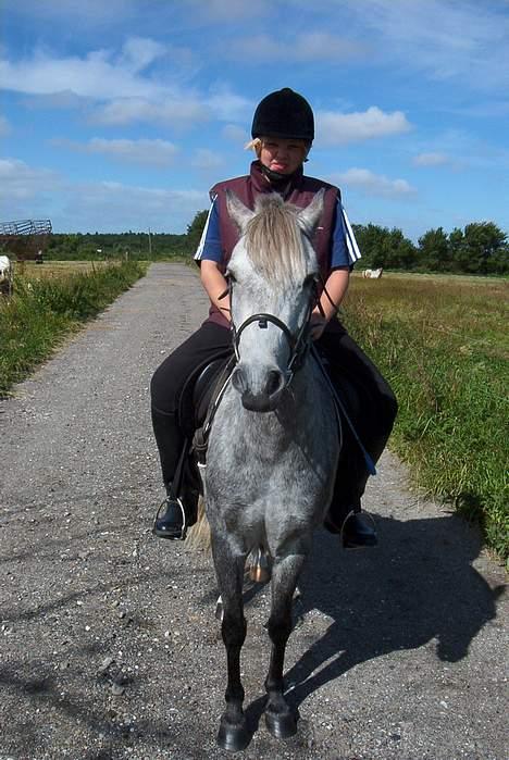 Welsh Pony (sec B) HATI  solgt  - er vi ikke søde sammen ? billede 9