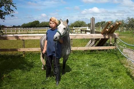 Welsh Pony (sec B) HATI  solgt  - se hvor fin jeg er nu billede 10