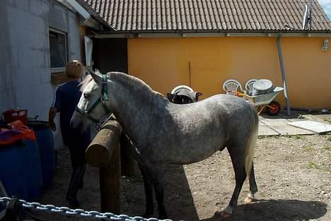 Welsh Pony (sec B) HATI  solgt  - venter på mad kommer billede 11