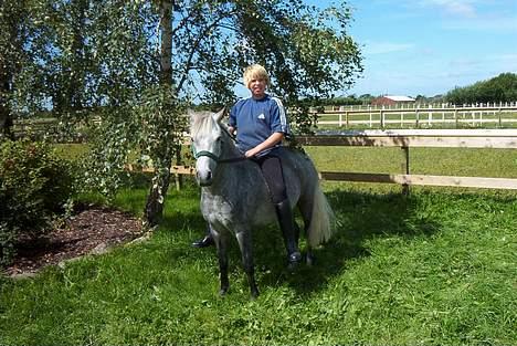 Welsh Pony (sec B) HATI  solgt  - og igen  billede 13