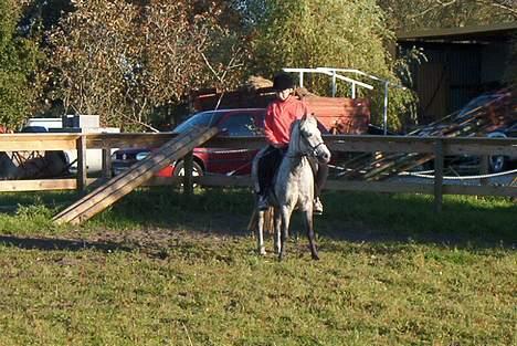 Welsh Pony (sec B) HATI  solgt  - hmmm øv min rytter ud og ride på mig hmmm hun er vis lidt få stor til mig men py med det billede 15