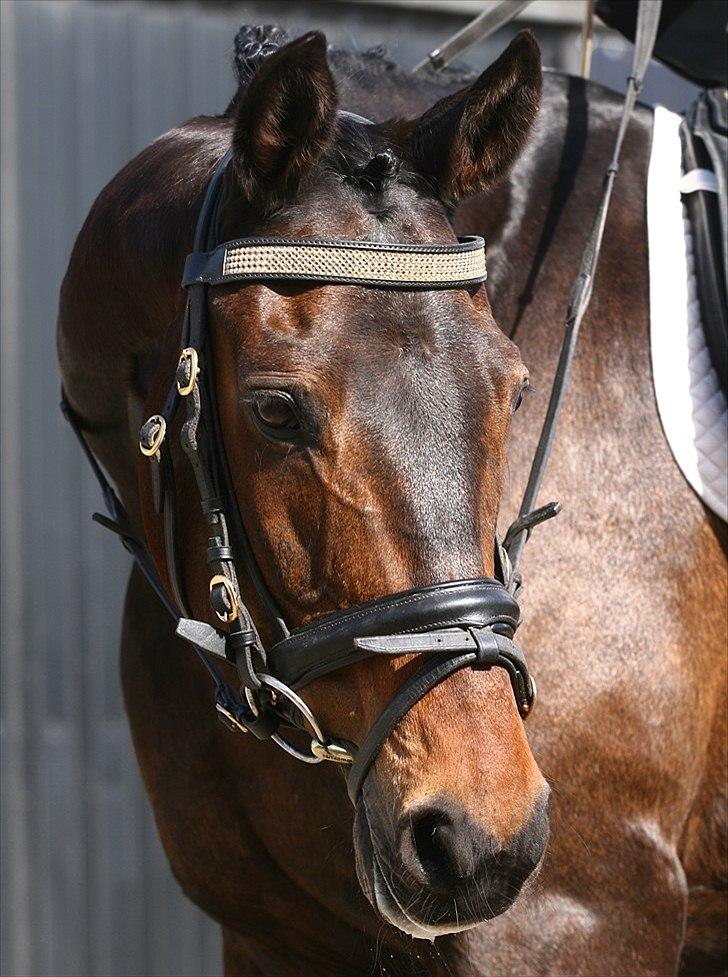 Anden særlig race May Piccolo *Klubmester 2011* - velkomme :) taget af camilla rosenlund 2011 billede 6