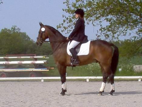 Anden særlig race May Piccolo *Klubmester 2011* - dressur stævne billede 5