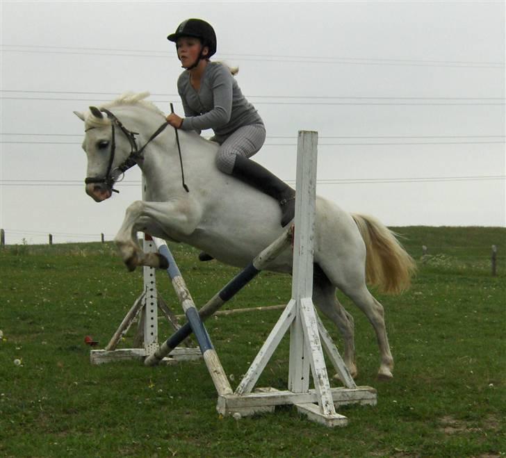 Welsh Mountain (sec A) Cinderella(solgt) billede 4