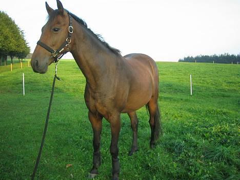 Anden særlig race Sebastian<'3 solgt:'( - Smukke basse billede 17