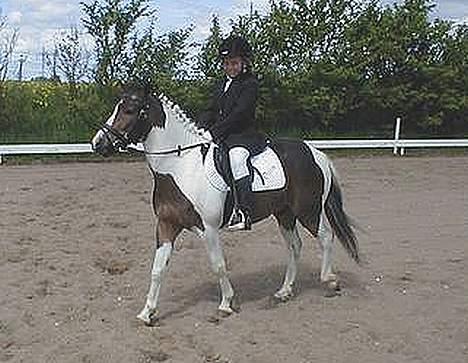 Pinto Dalvin(SOLGT) billede 1