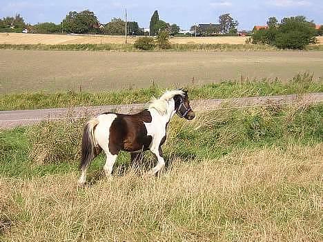 Pinto Dalvin(SOLGT) - Foto: Anker billede 2