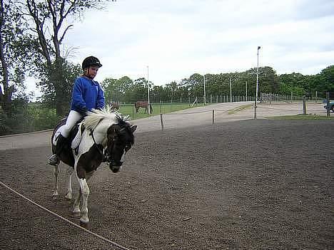 Pinto Dalvin(SOLGT) - Foto: Anker billede 3